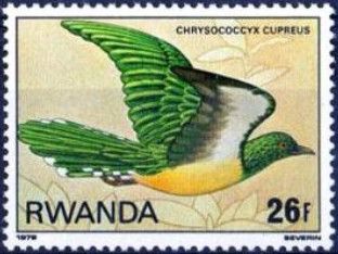 African Emerald Cuckoo (Chrysococcyx cupreus)