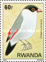 Black-crowned Waxbil (Estrilda nonnula)