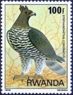 Crowned Eagle (Stephanoaetus coronatus)