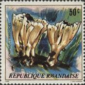 Gomphus stereoides