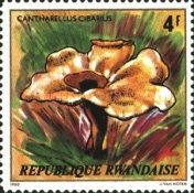 Cantharellus cibarius