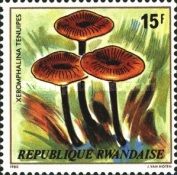 Xeromphalina Tenuipes