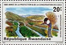 Swamp Drainage, Grey Crowned Crane (Balearica regulorum)