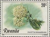 Pavetta Rwandensis