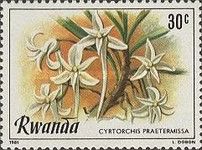 Cyrtorchis praetermissa
