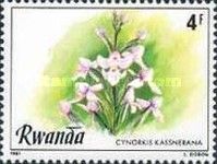Cynorkis kassnerana