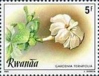 Gardenia ternifolia