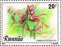 Lobelia petiolata