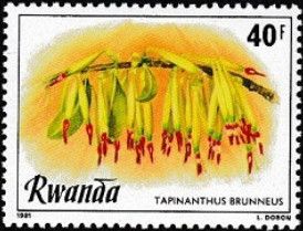 Tapinanthus brunneus