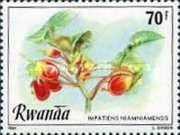 Impatiens niamniamensis