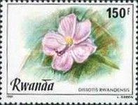 Dissotis rwandensis