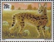 Serval (Leptailurus serval)