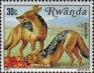 Black-backed Jackal (Canis mesomelas)