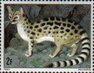Servaline Genet (Genetta servalina)
