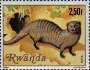 Banded Mongoose (Mungos mungo)