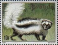 Zorilla (Ictonyx striatus)