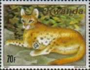 African Golden Cat (Caracal aurata)