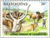 Zebu (Bos primigenius indicus), Watusi Cattle (Bos primigeni