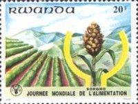 Sorghum
