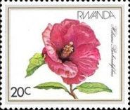 Hibiscus Berberidifolius