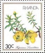 Hypericum lanceolatum
