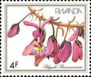 Polygala ruwenzoriensis