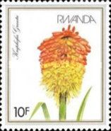 Kniphofia grantii