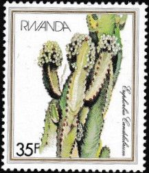 Euphorbia candelabrum