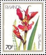 Disa erubescens