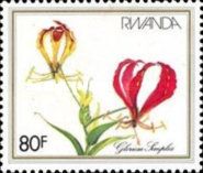 Gloriosa simplex