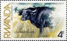 African Buffalo (Syncerus caffer)