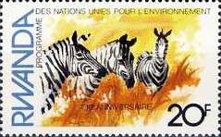 Plains Zebra (Equus burchelli)