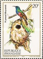 Northern Double-collared Sunbird (Cinnyris reichenowi)