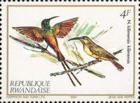 Bronzy Sunbird (Nectarinia kilimensis)