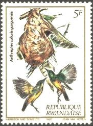 Collared Sunbird (Hedydipna collaris)