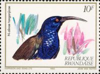 Blue-headed Sunbird (Cyanomitra alinae)