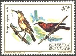 Copper Sunbird (Cinnyris cupreus)