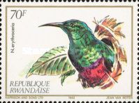 Red-chested Sunbird (Cinnyris erythrocercus)
