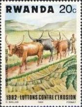 Watussi Cattle (Bos primigenius taurus), Covering the Floor