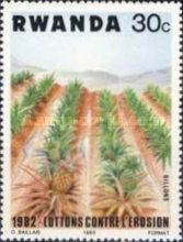 Pineapple Plantation