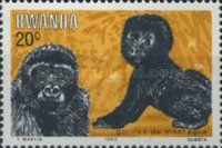 Mountain Gorilla (Gorilla beringei beringei)