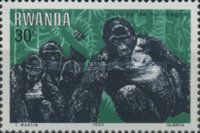 Mountain Gorilla (Gorilla beringei beringei)