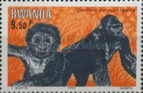 Mountain Gorilla (Gorilla beringei beringei)