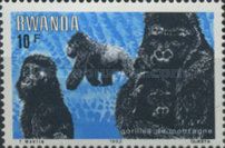 Mountain Gorilla (Gorilla beringei beringei)