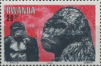 Mountain Gorilla (Gorilla beringei beringei)