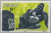 Mountain Gorilla (Gorilla beringei beringei)