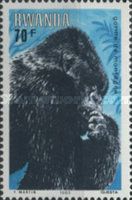 Mountain Gorilla (Gorilla beringei beringei)