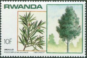Podocarpus Milanjianus