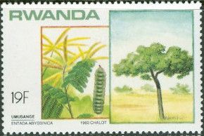 Entada abyssinica