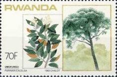 Parinari excelsa